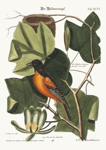 The Baltimore Bird by Mark Catesby